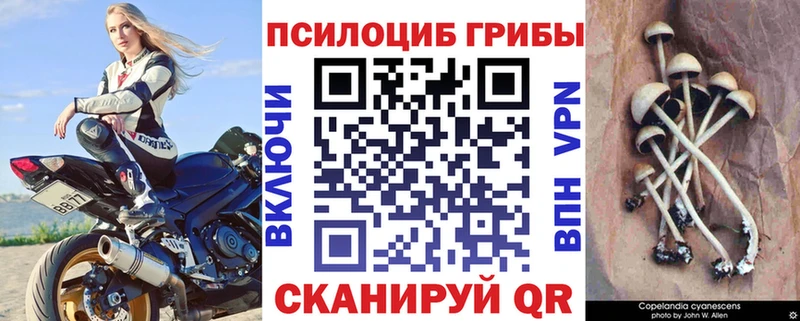 Псилоцибиновые грибы Cubensis Поворино